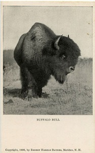 Baynes buffalo